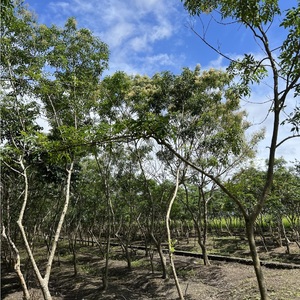 喬木標準模型_V21